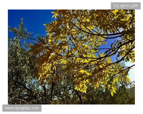 攀岩之路上的深度对话：杨军如何在挑战中寻找自我与激情